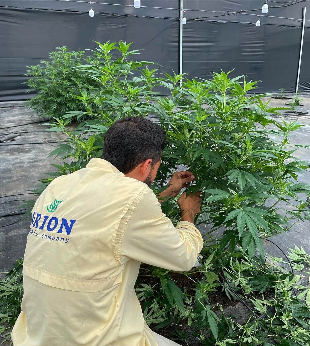 Laboratorio de Cannabis Medicinal en Colombia con cultivos propios