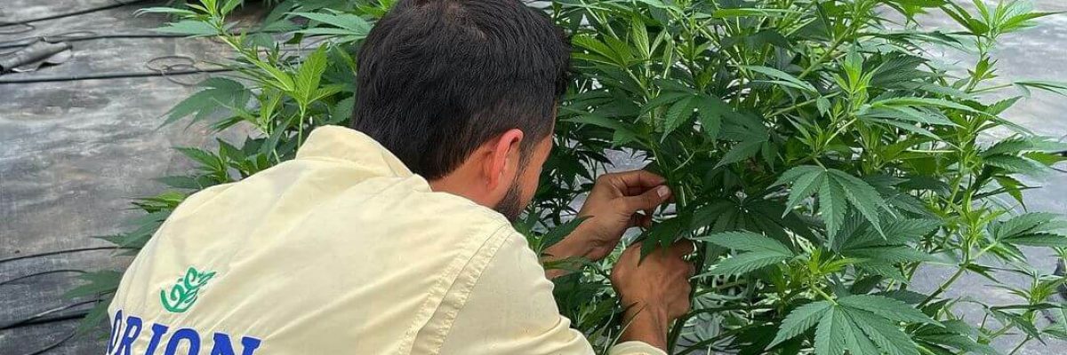 Laboratorio de Cannabis Medicinal en Colombia con cultivos propios